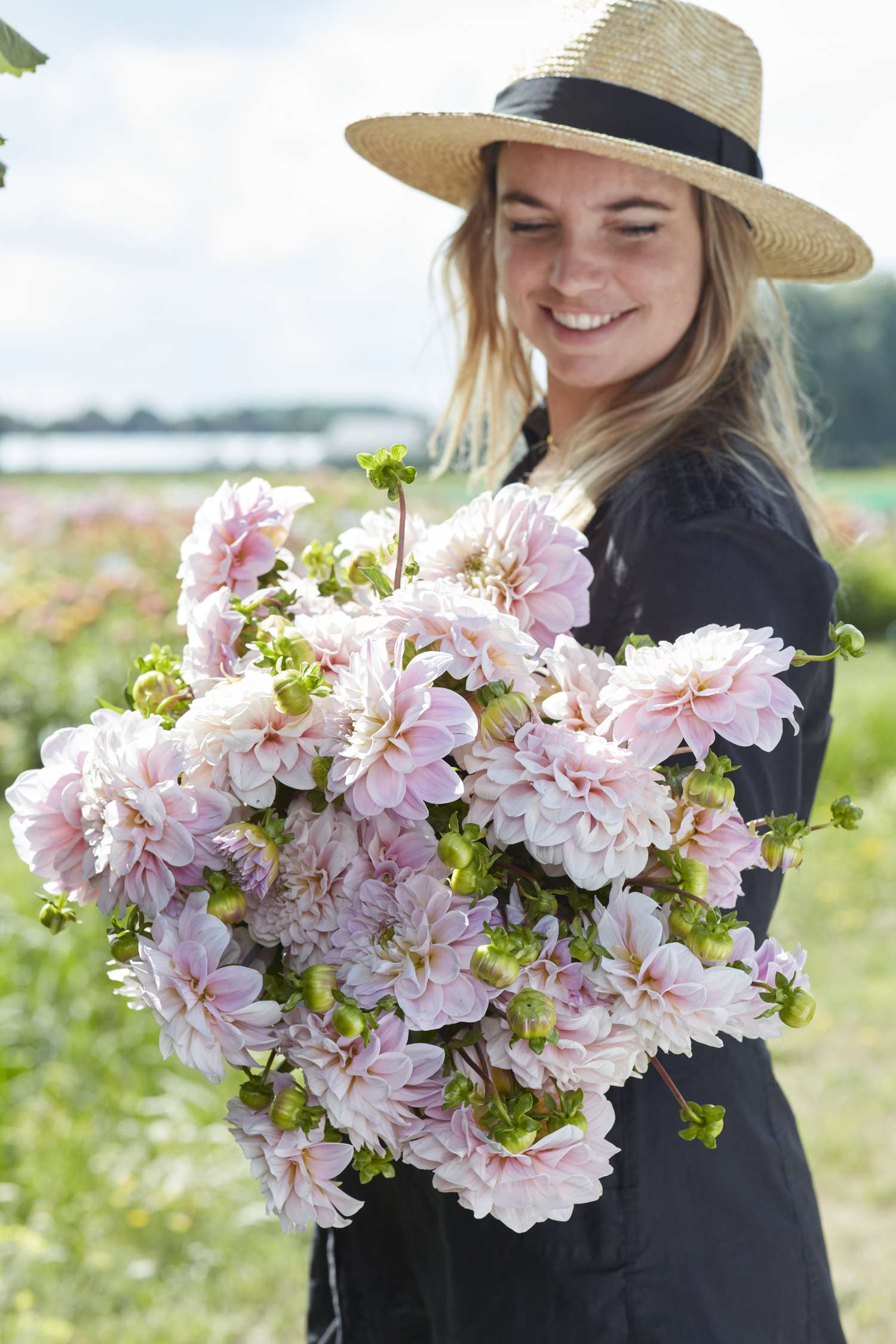 Daalia 'Sweet Nathalie'